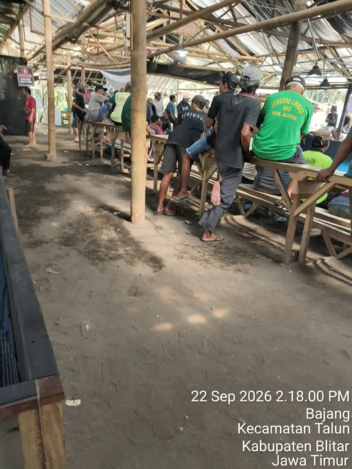 Dugaan Judi Sabung Ayam Kembali Muncul di Bajang Talun, Satreskrim Polres Blitar Dipertanyakan